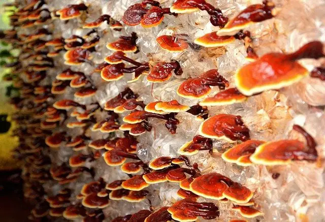 reishi mushroom plant