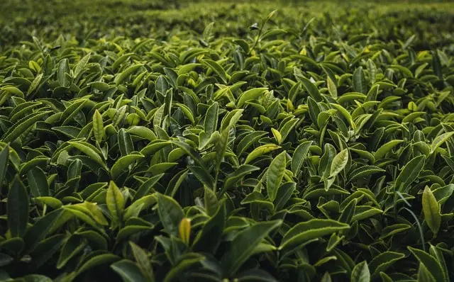 tea estate in Sri lanka