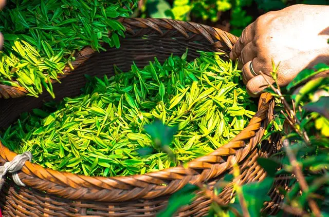 fresh, just plucked tea leaves