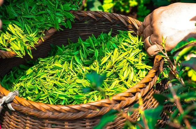 Longjing Chines Tea Leaves
