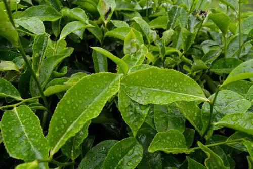 Tea leaves with water droplets