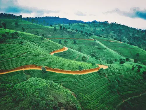 View of a tea estate